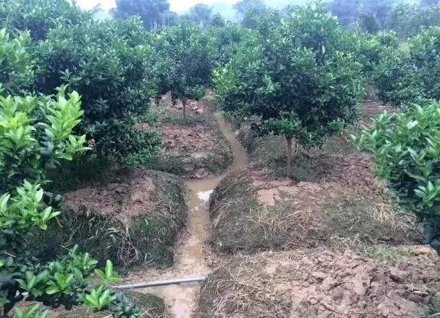 雨后柑橘管理要点：防治病虫害、补充营养不能少！