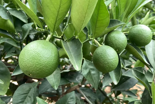 10月柑橘管理指南：膨果、上色与花芽！