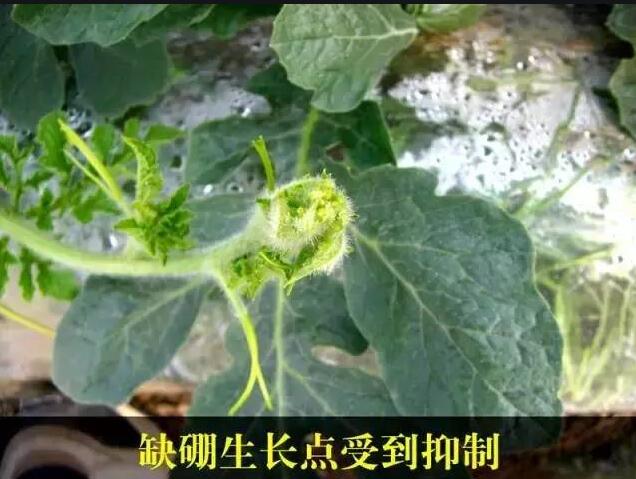 硼元素对作物作用到底有多大？