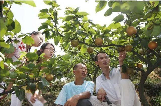 磷酸二氢钾在各种作物上的用法和用量，学会了产量翻一番 