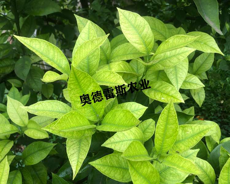 怎么改善柑橘因缺素导致的黄化、品质差现象？