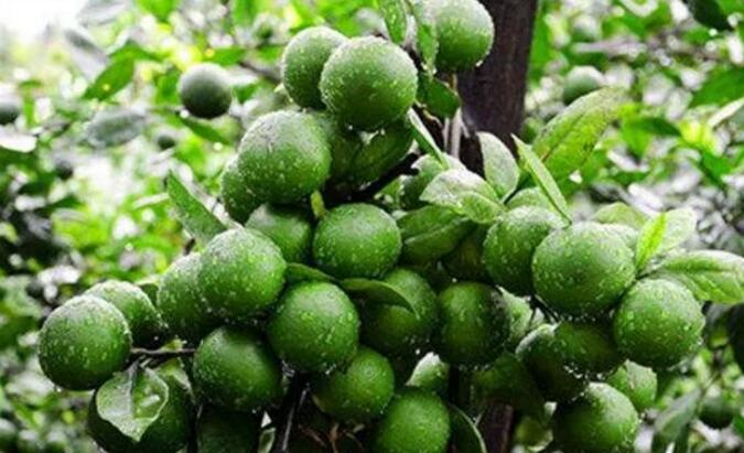 柑橘果实小，膨果慢？现在补救还来得及