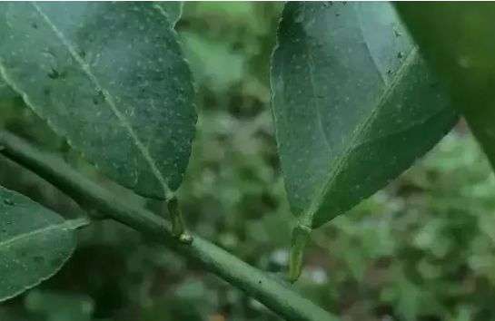 冬季施用菌肥注意事项
