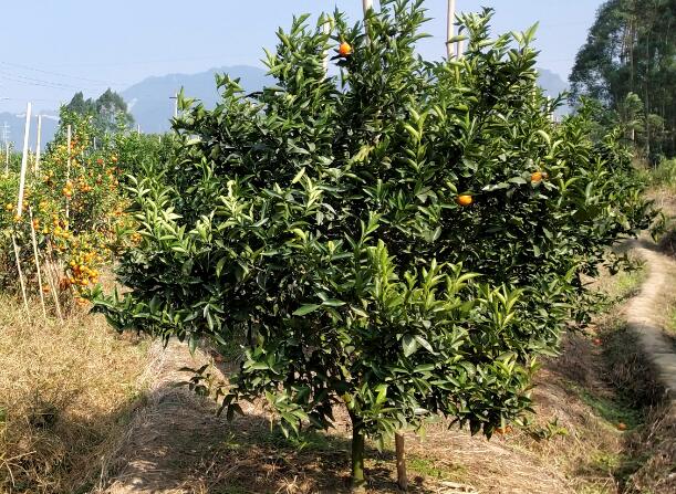 实用篇：果树采收后如何施肥最好？