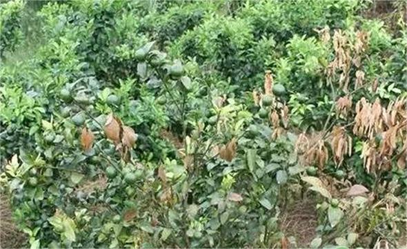 果树肥害怎么预防？浅谈果树肥害的原因及预防方法