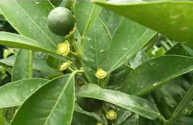 夏季高温多雨，诱发的夏梢落果怎么办？