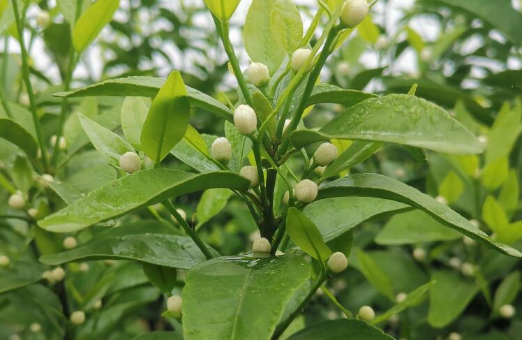 【分享干货】柑橘现蕾期、花期怎么管理？一定要看！