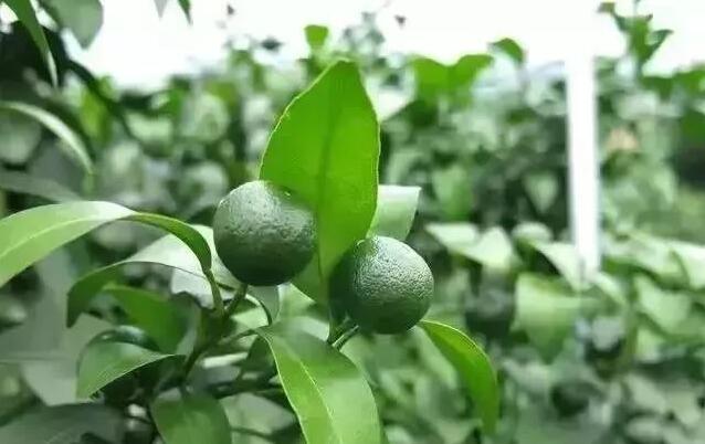 膨果期到了，该施肥了！