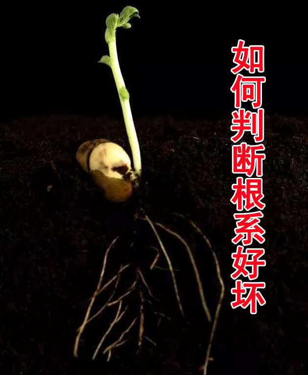 教你4招，快速判断根系好坏