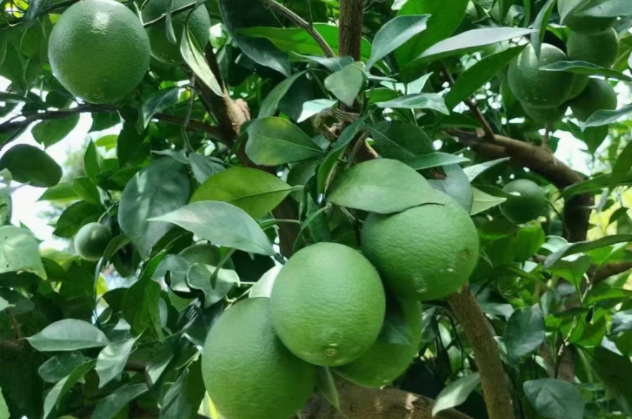 7月下旬，柑橘壮果关键期！五大管理要点不能少！
