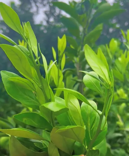 柑橘花芽分化期管理，有效促进柑橘花芽分化，来年丰收！