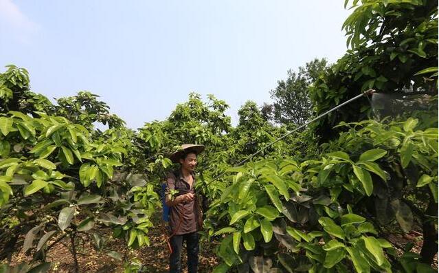 叶面肥怎么喷施肥效最好？