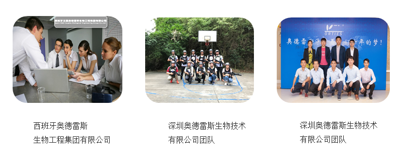 团队实力