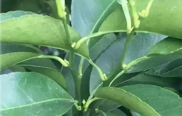 多效唑抑制果实正常膨大？柑橘花芽分化期还能用多效唑吗？