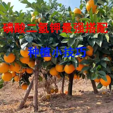 万能的磷酸二氢钾，怎样搭配使用才可以发挥最佳效果？
