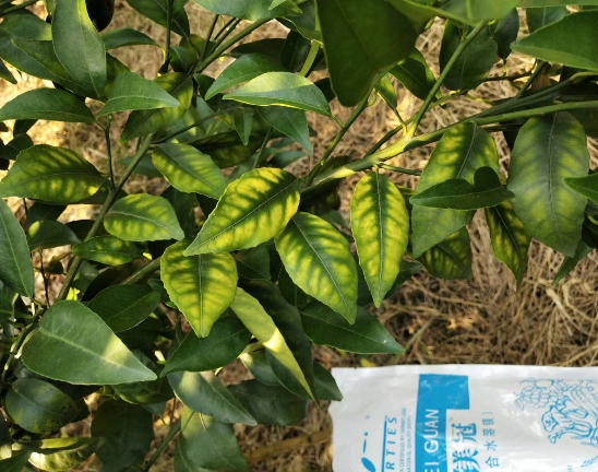果树施肥的大错误！