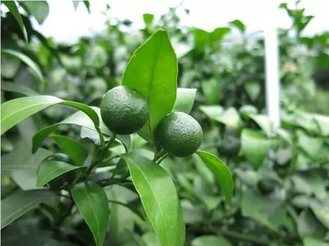 柑橘膨果期到了，该施肥啦！