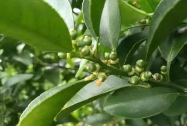 果树花期补硼、花后补钙，99%的人都不知道