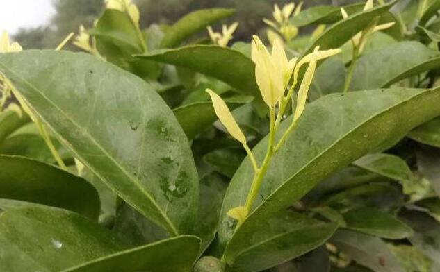 柑橘5月份管理要点