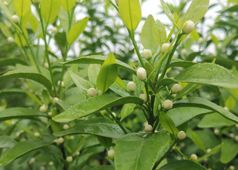 柑橘春季时候施什么肥比较好？ 