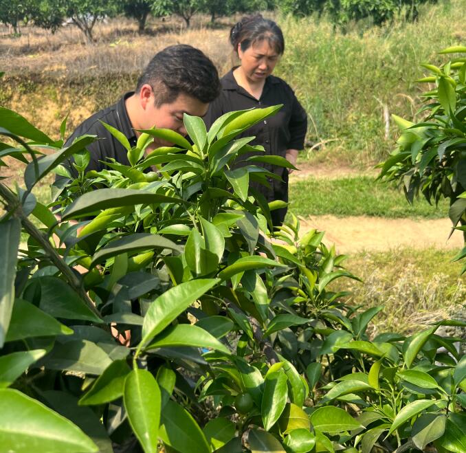 磷肥对果树影响大，知道是为什么吗？