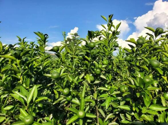 柑橘缺钙的后果严重，什么时候补钙好？