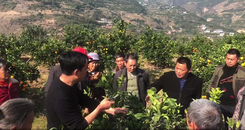 柑橘不同时期的修剪技术！
