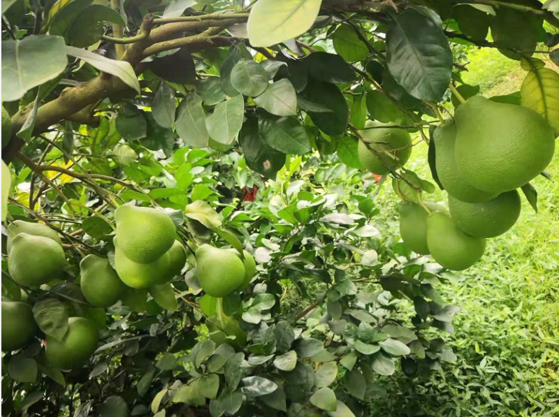 果树夏季根部施肥的诀窍，你都知道吗？ 