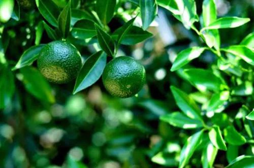  柑橘8月管理技术要点，要注意以下几点