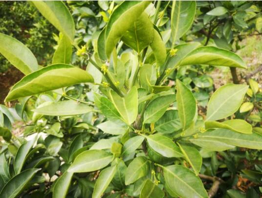 3月柑橘管理要点！