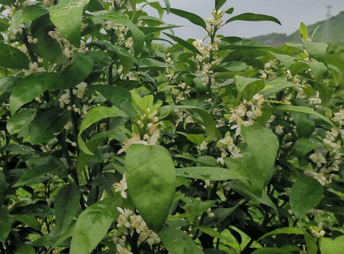  为什么说满树花半树果呢？柑橘花量大如何喷保果？