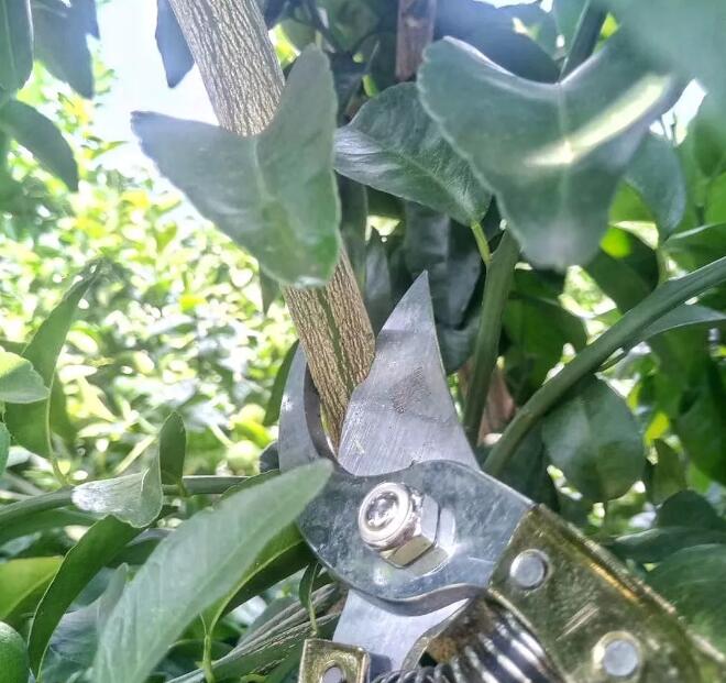 柑橘树秋季修剪到底有多重要？