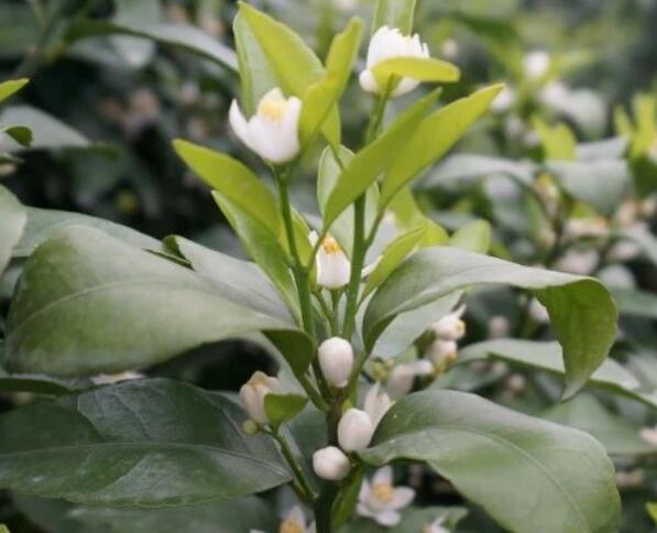 柑橘种植四月份根外追肥需注意哪些问题？ 