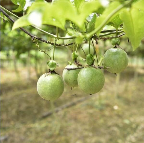 百香果高产优质的种植施肥技巧