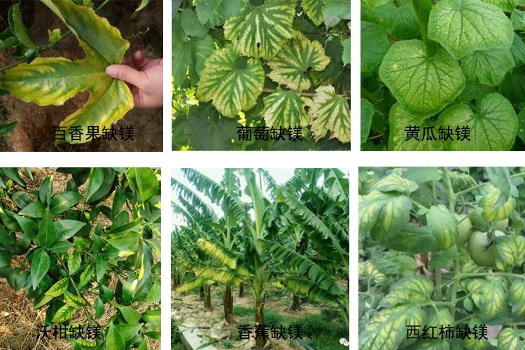 重要：镁肥一定不能缺！