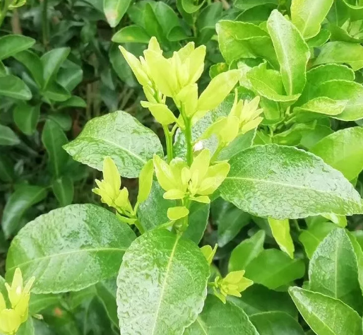 柑橘的晚秋梢或冬梢为什么要抹除？
