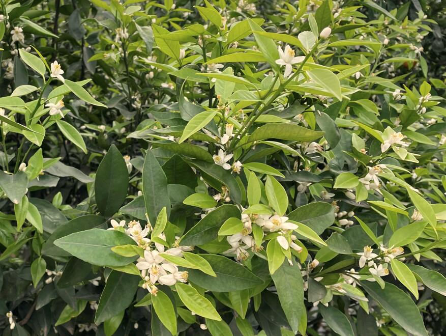 保花保果必备物质，这三样必不可少，加上它效果更好！