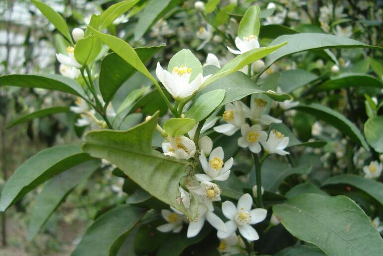 柑橘如何保花保果？具体方案看过来！