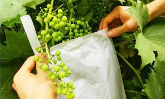 葡萄幼果膨大期这么管理，有效增加产量，提高品质 