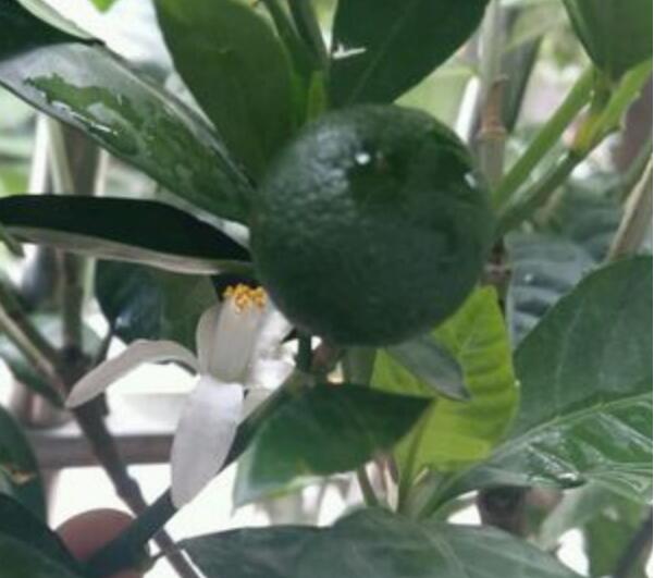  柑橘挂果树6月份管理 