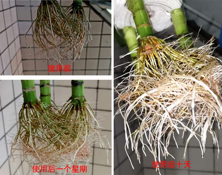 功效巨好的矿源黄腐酸钾，不可错失！