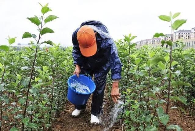 “千金难买”的施肥技术，不看就亏大了！