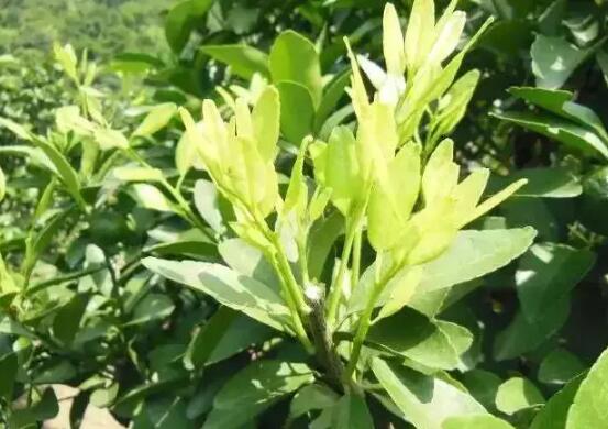 柑桔8月管理重点：秋梢、膨果两头抓，来年丰产不用愁 