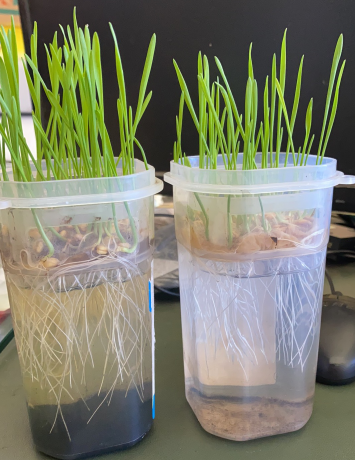 作物根系的重要性！