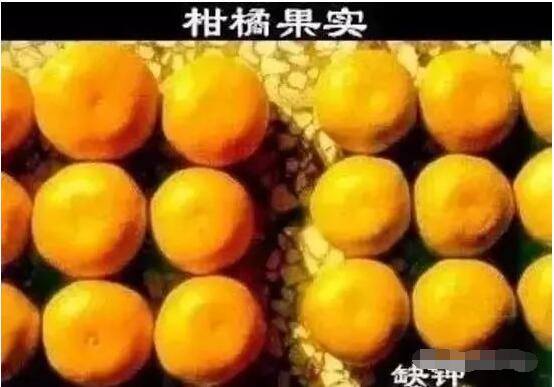 果实缺钾.jpg
