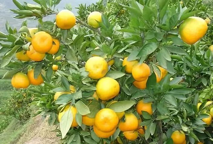 QQ截图20200508173533.jpg
