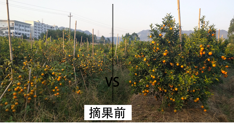 丰收对比01.jpg