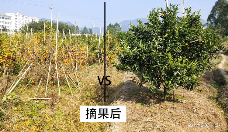 丰收对比02.jpg
