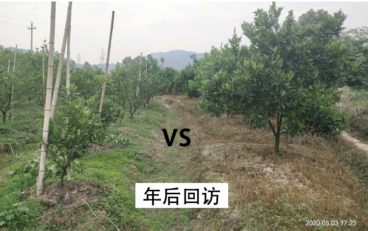 丰收对比03.jpg