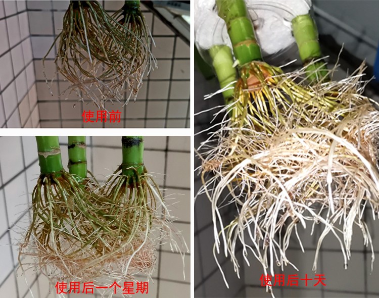 使用腐钾效果对比.jpg